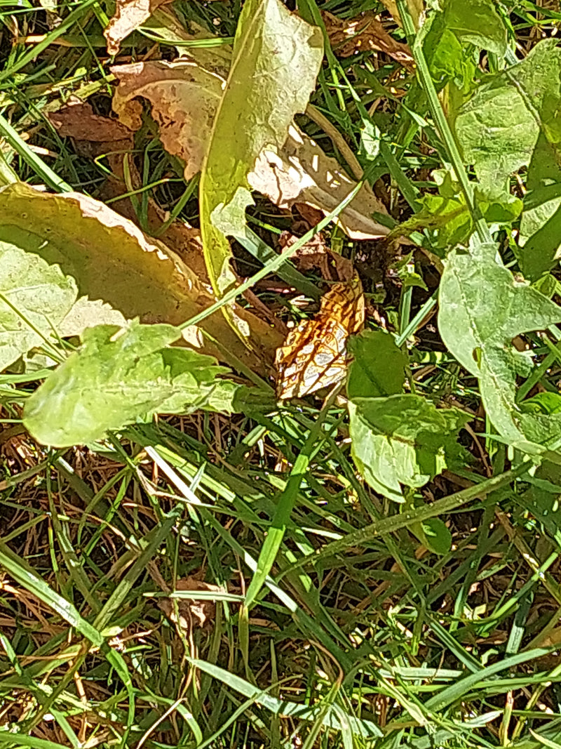 Mały motylek fritillarny — Bild 1