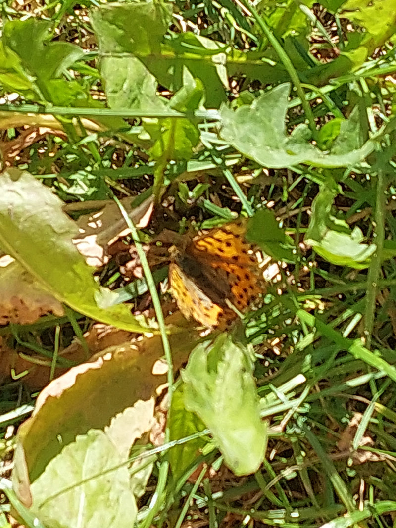 Mały motylek fritillarny — Bild 3