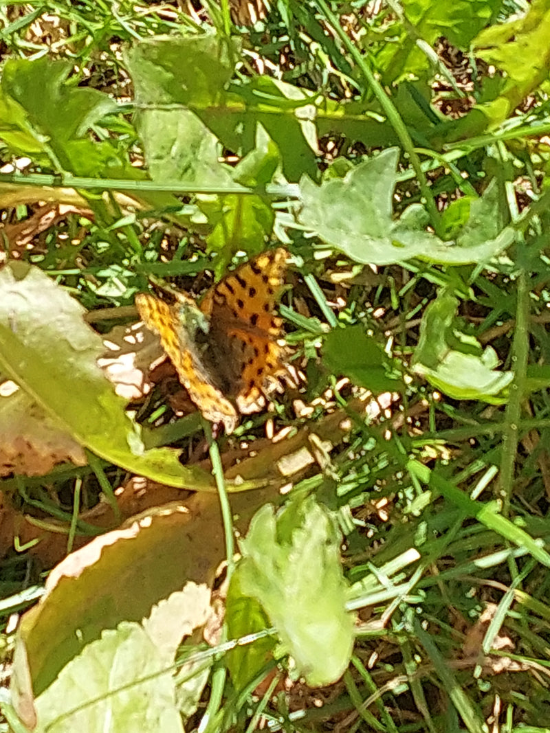 Mały motylek fritillarny — Bild 2