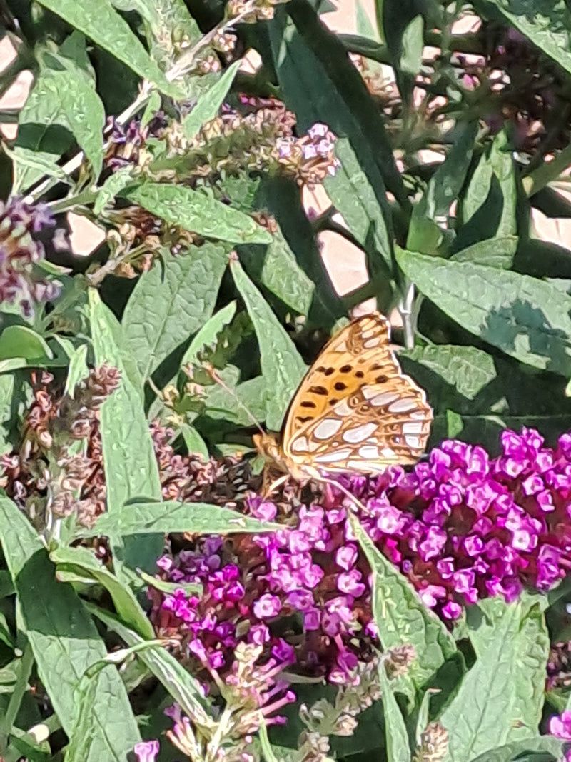 Mały motylek fritillarny — zdjęcie 2 z 7