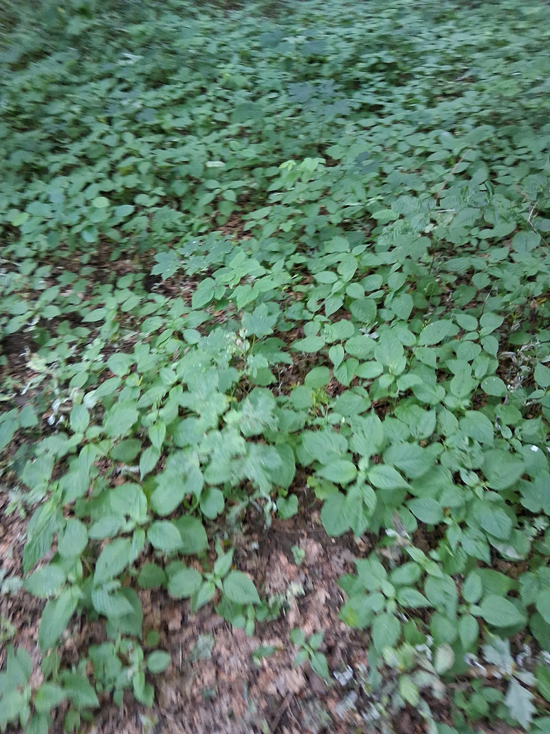 Mały balsam — Bild 1