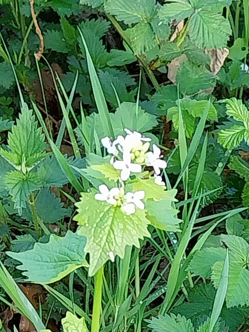 Musztarda czosnkowa — Bild 1