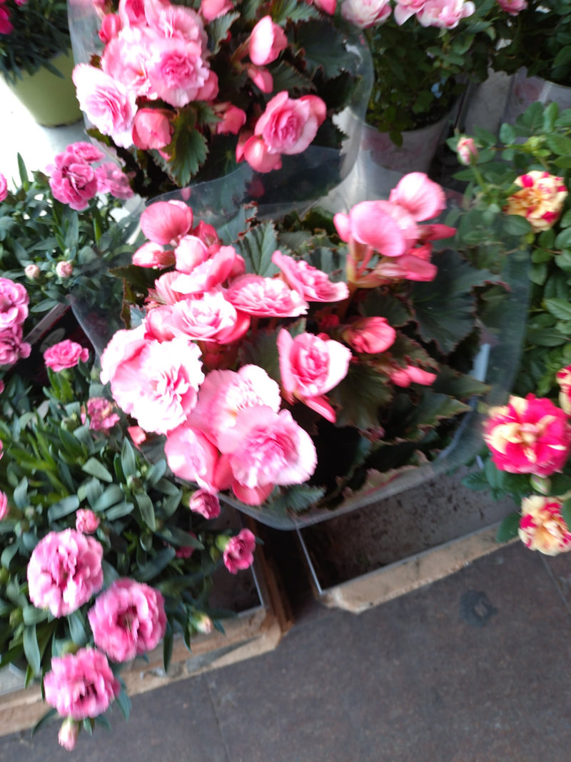 Begonia bulwiasta — Bild 1