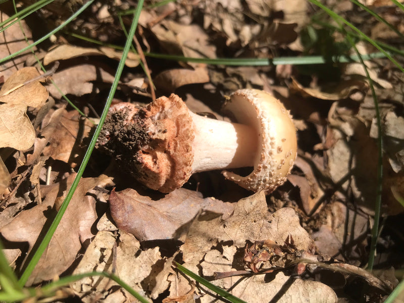 Grzyb śmiercionośny — zdjęcie 5 z 10