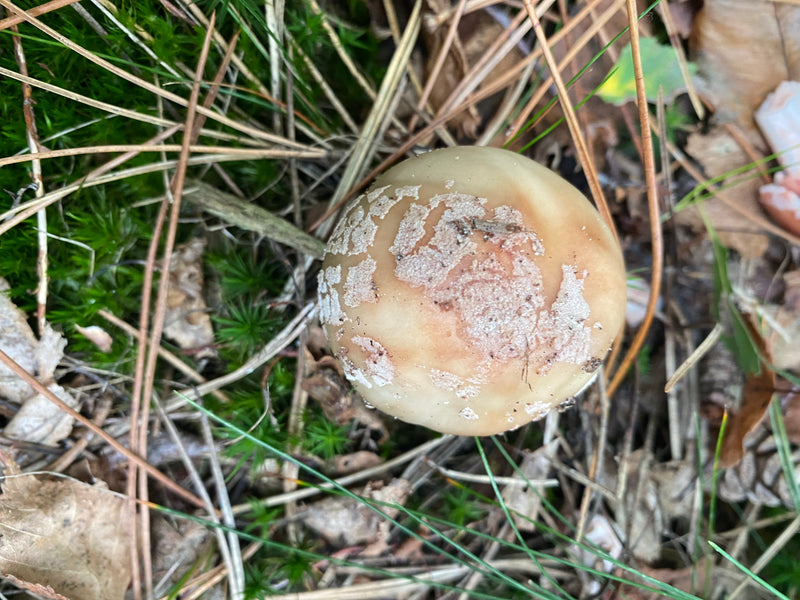 Grzyb śmiercionośny — zdjęcie 3 z 10