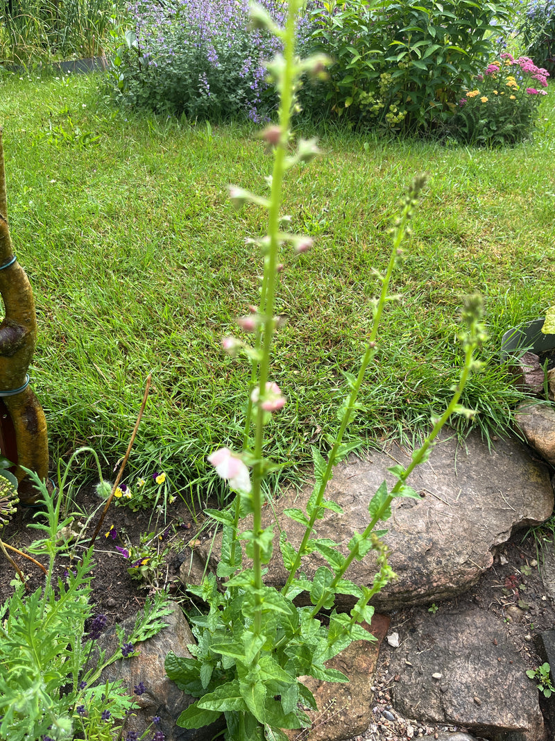 Knotige Braunwurz — Bild 2