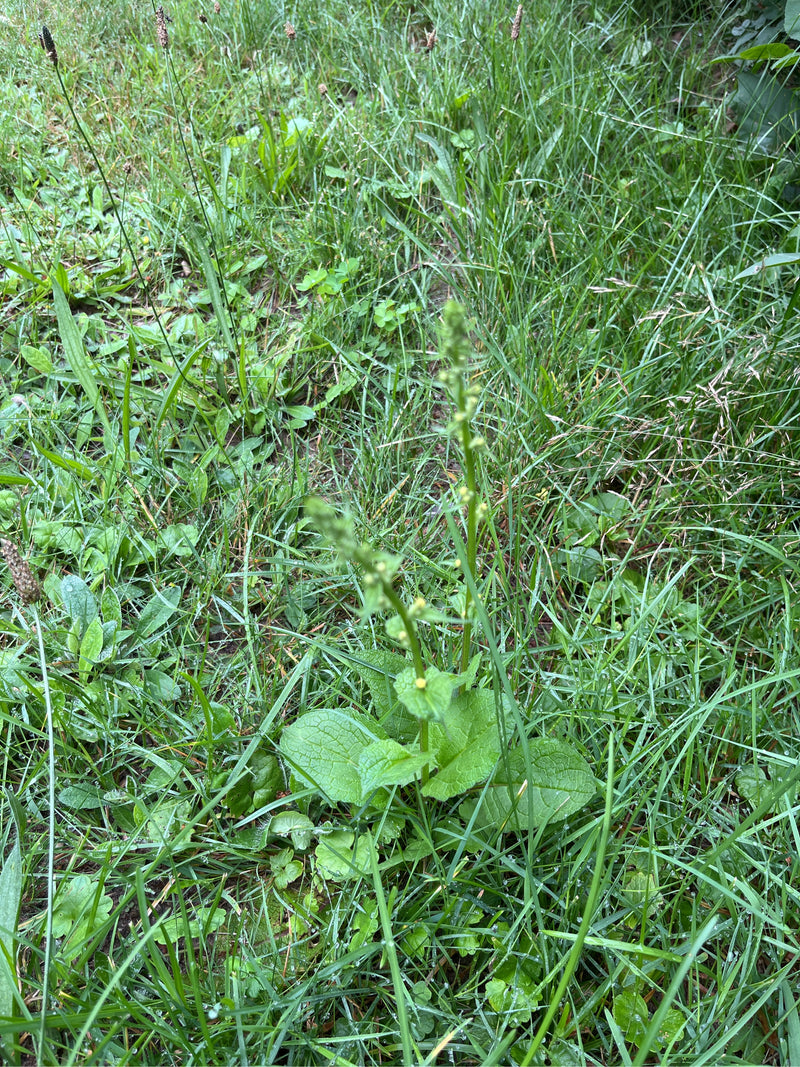 Figowiec guzowaty — zdjęcie 2 z 8