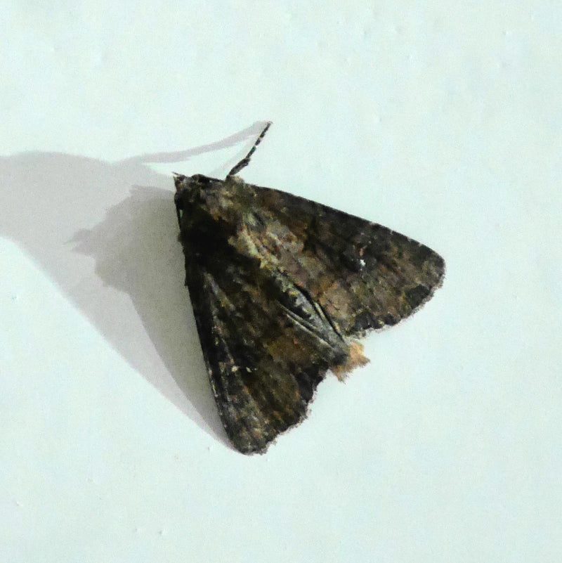 Sowa węglowa, robak sercowy — Bild 2
