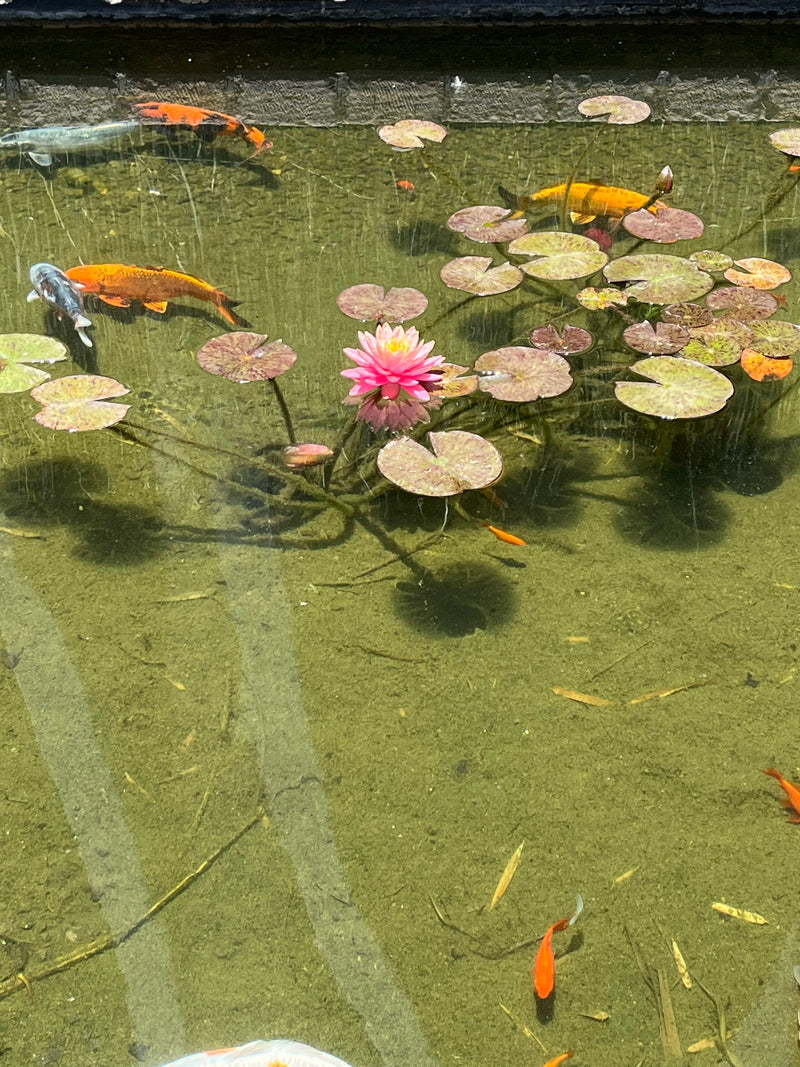 Koi — Bild 1