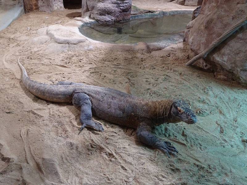 Komodowaran — Bild 1