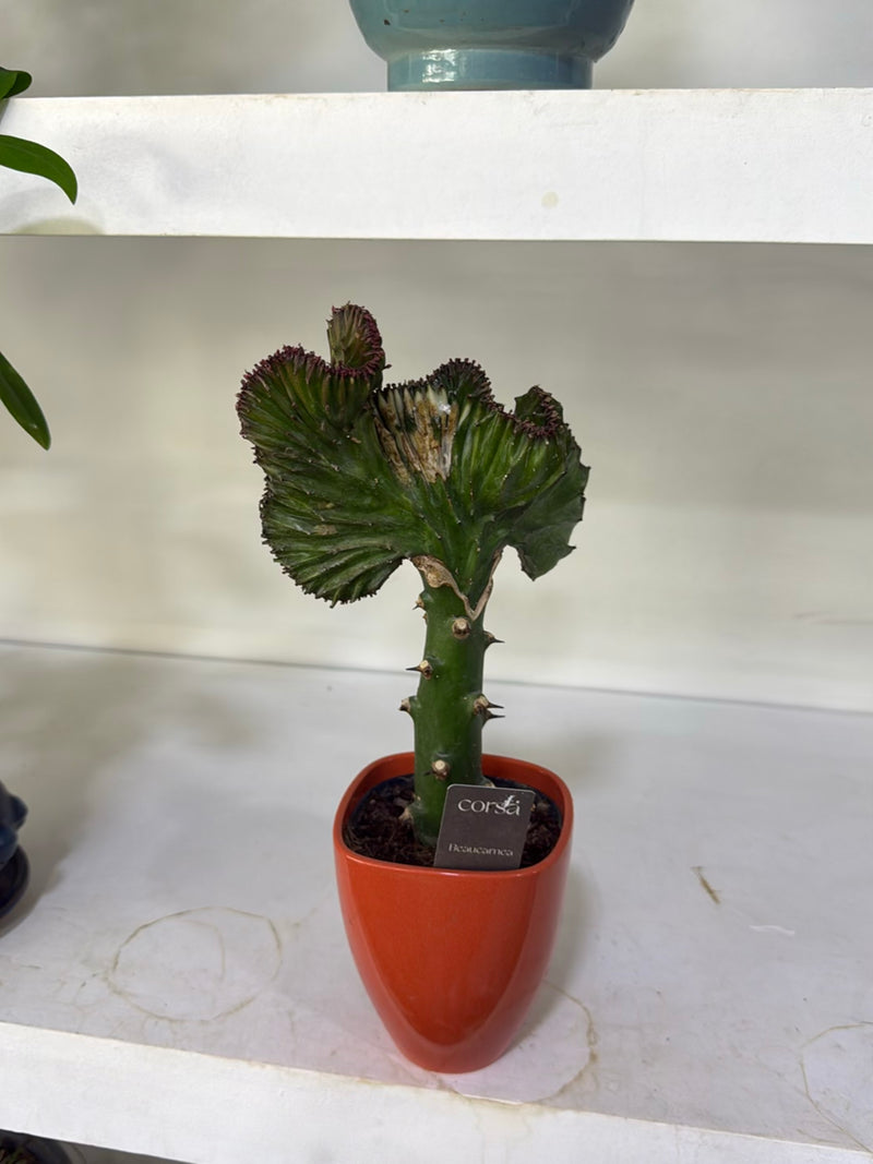 Wilczomlecz koralowy — Bild 3