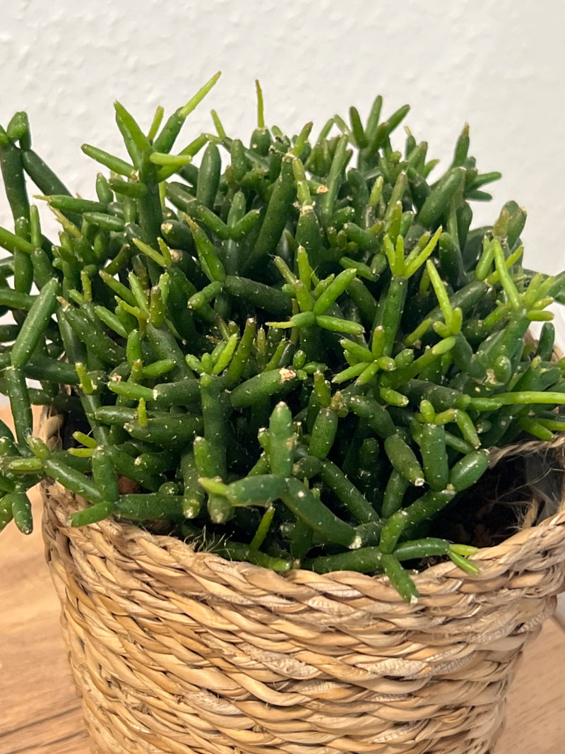 Koralowy kaktus — Bild 1