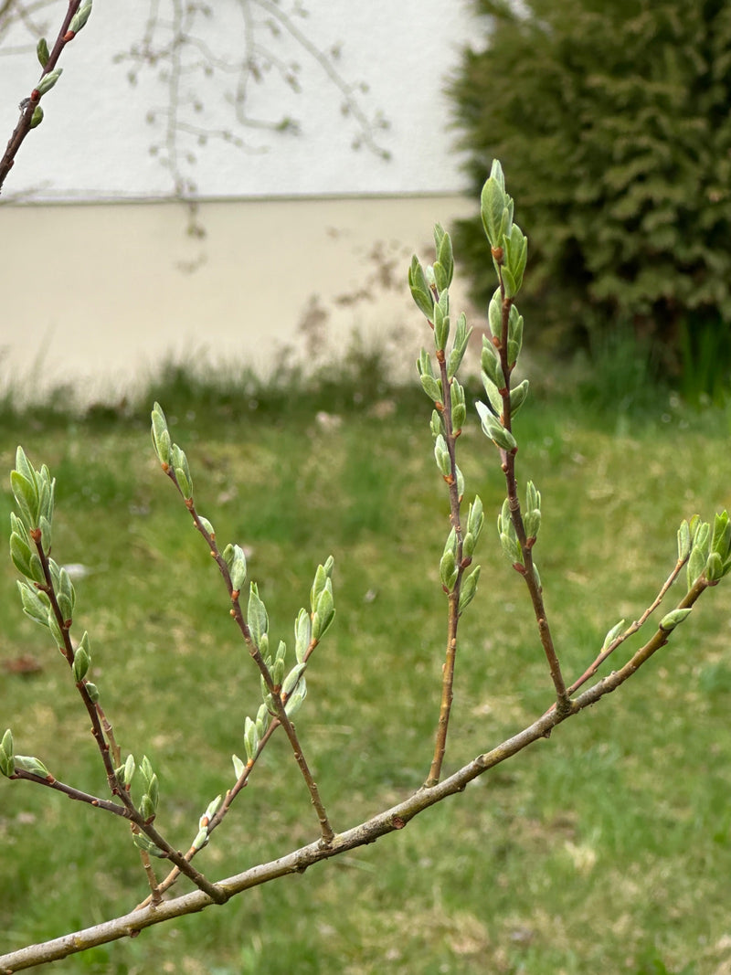 Wierzba wiklinowa — Bild 1