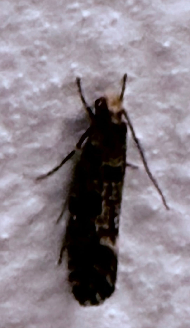 Ćma korkowa — Bild 3