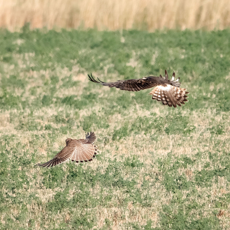 Kura Harrier — Bild 1