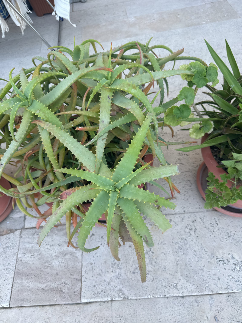 Aloes Krantza — Bild 1