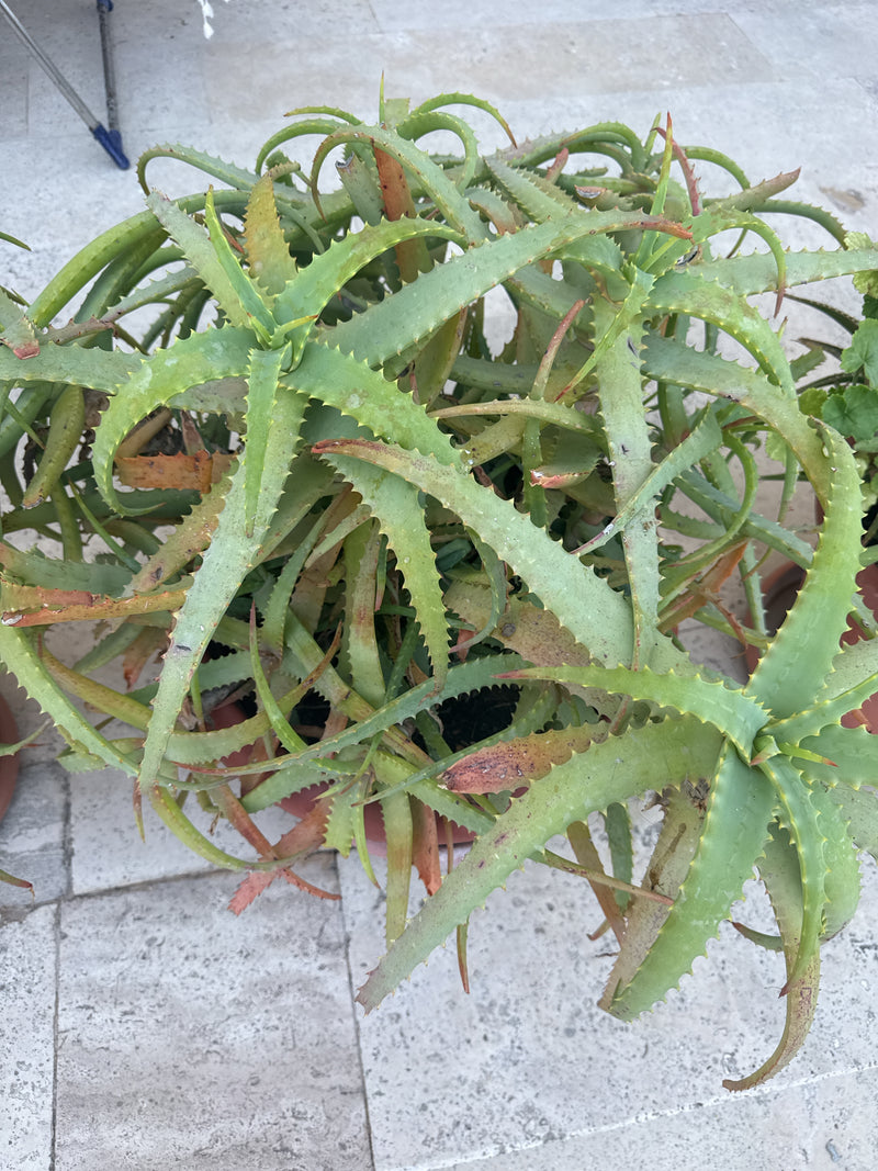 Aloes Krantza — Bild 3