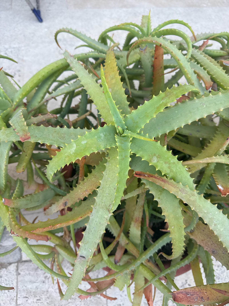 Aloes Krantza — Bild 4