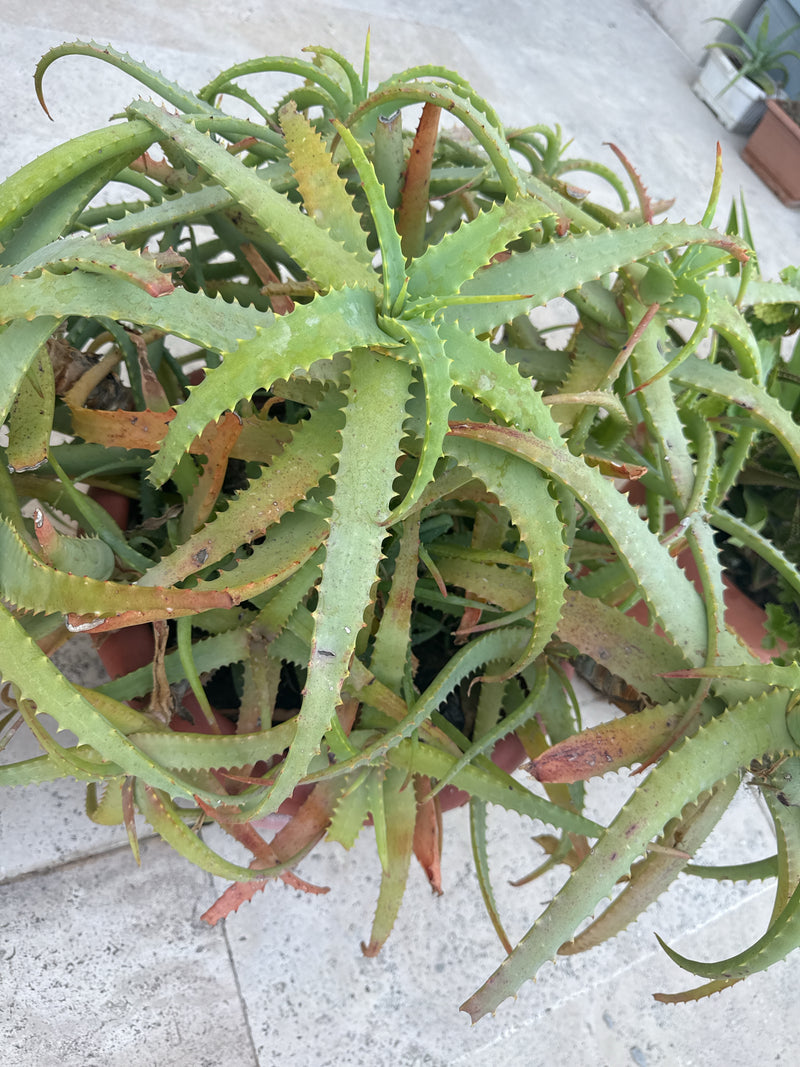 Aloes Krantza — Bild 2