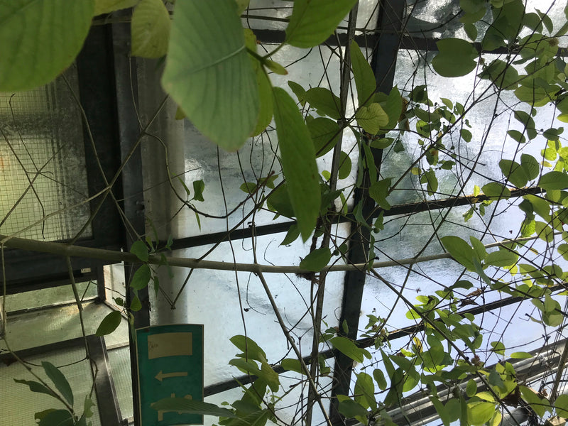 Kratom — zdjęcie 1 z 3