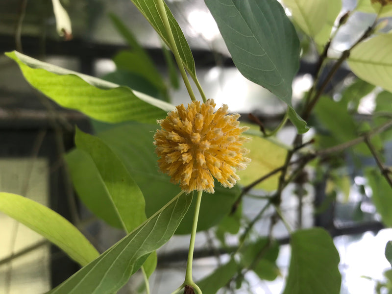 Kratom — zdjęcie 3 z 3