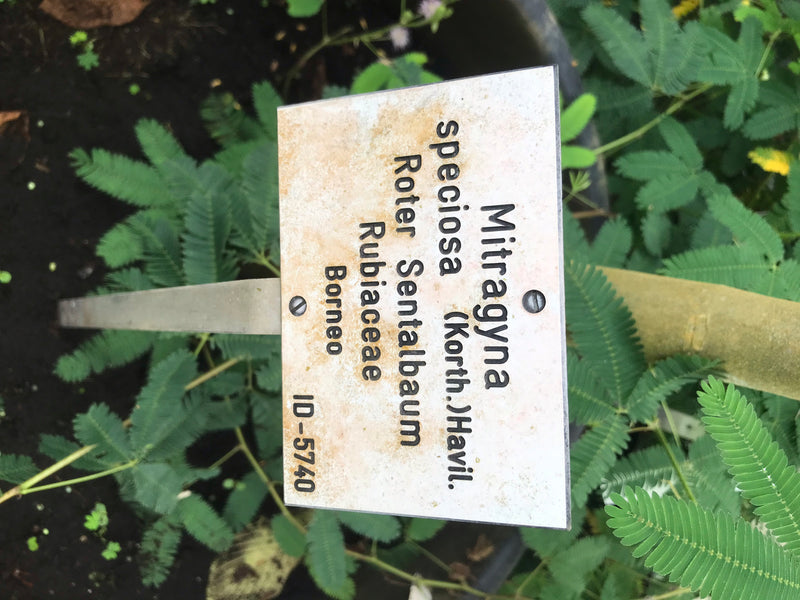 Kratom — zdjęcie 2 z 3