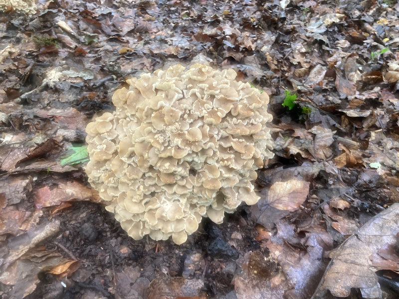 Matka kura Krause — Bild 1