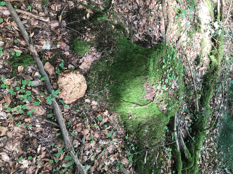 Matka kura Krause — zdjęcie 1 z 13