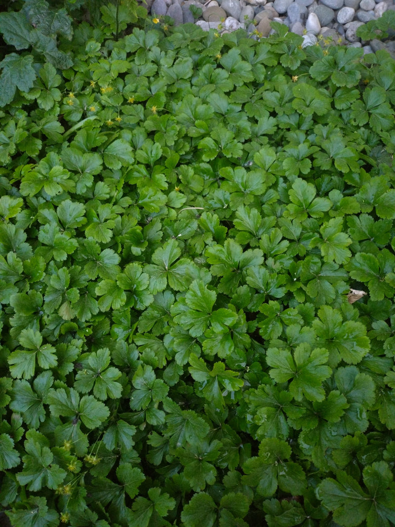 Pnący pięciornik — Bild 1