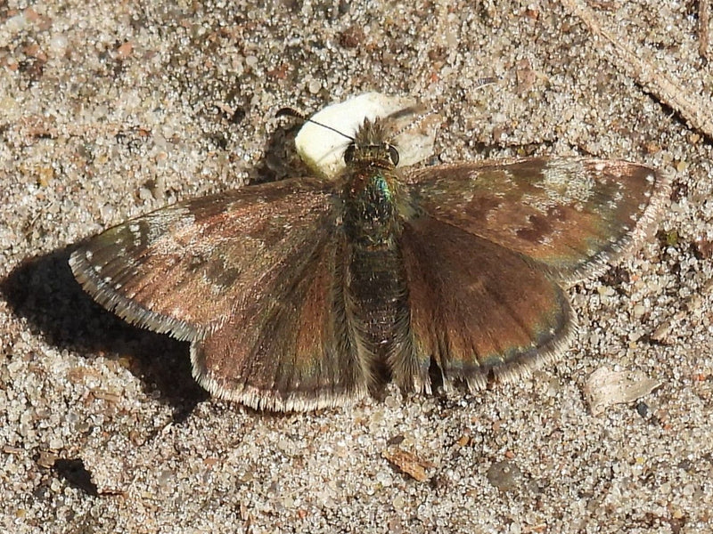 Motyl wyka koronna — Bild 1