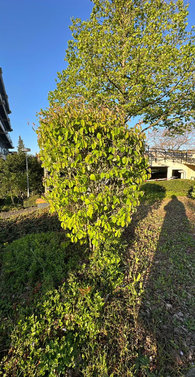 Gruszka miedziana — Bild 1