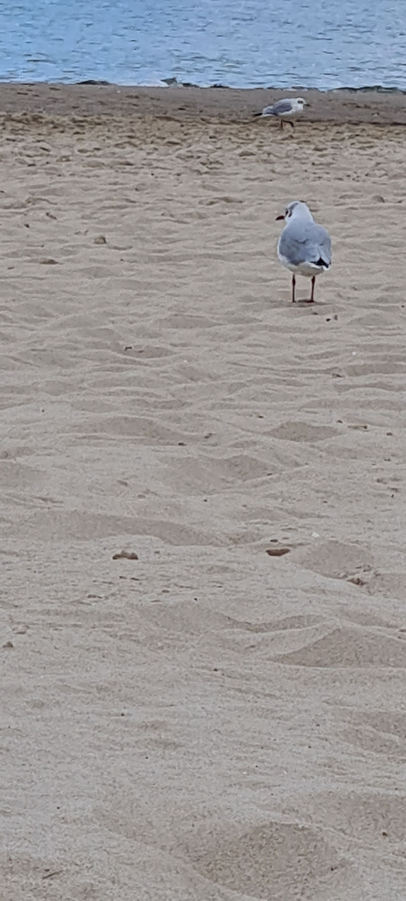 Mewa śmieszka stoi na piaszczystej plaży w pobliżu wody, a w tle widać drugą mewę.