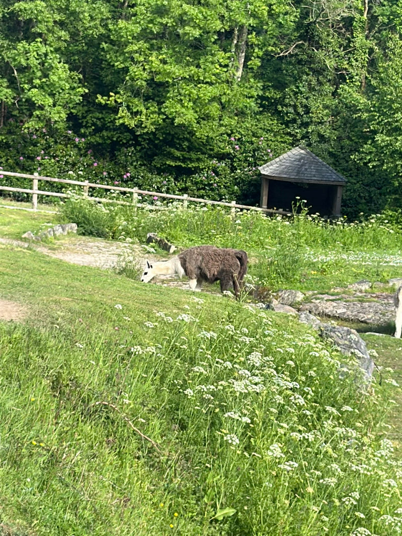 lama — Bild 3