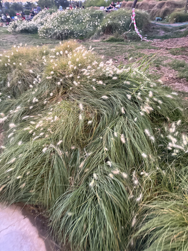 Trawa Pennisetum — Bild 1