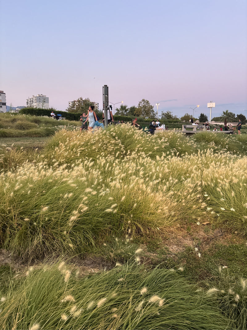 Trawa Pennisetum — Bild 2