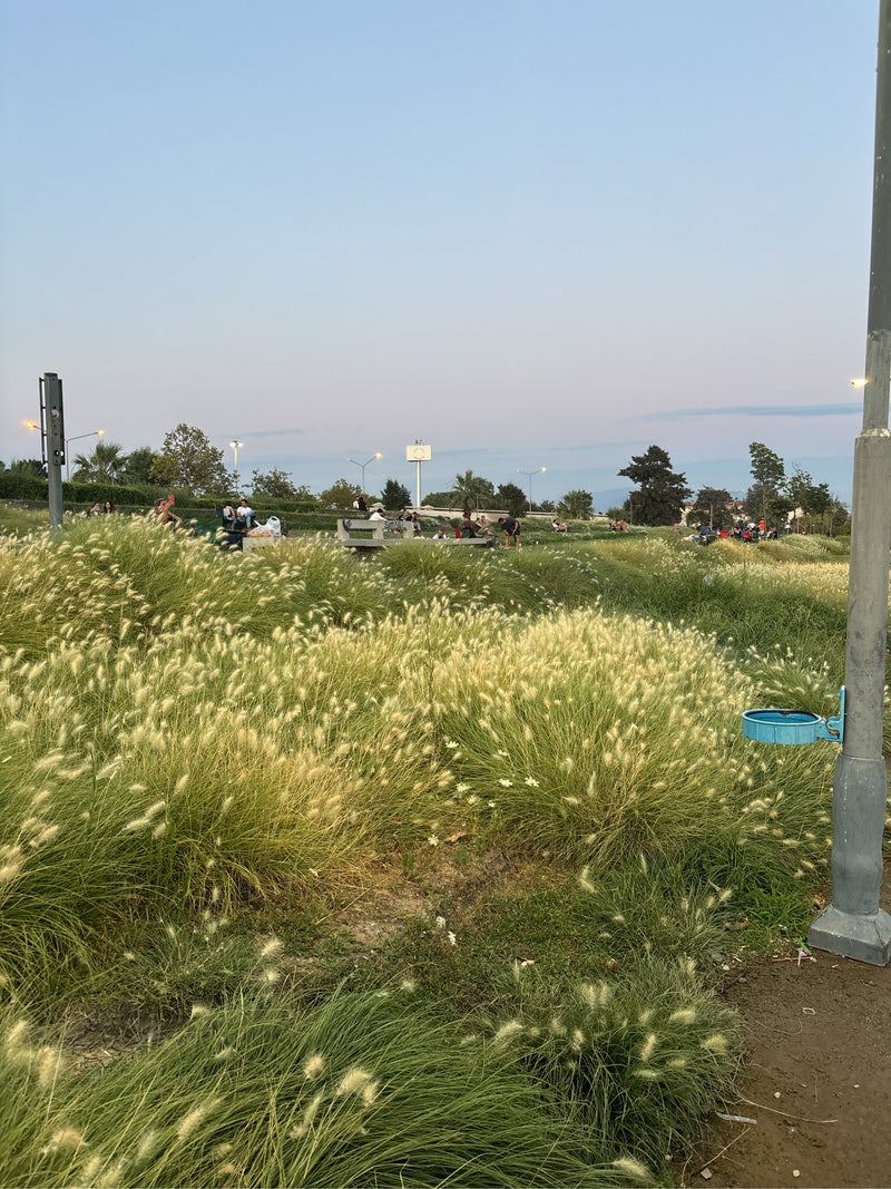 Trawa Pennisetum — Bild 3