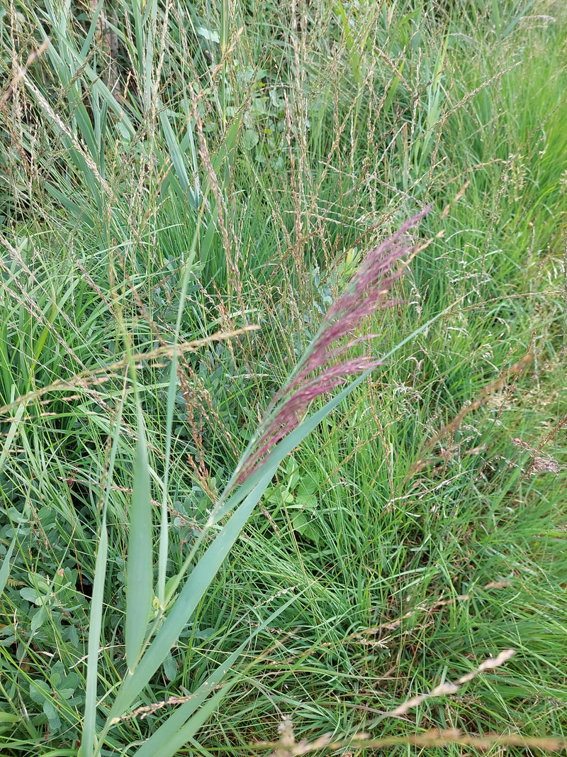 Land-Reitgras — Bild 1