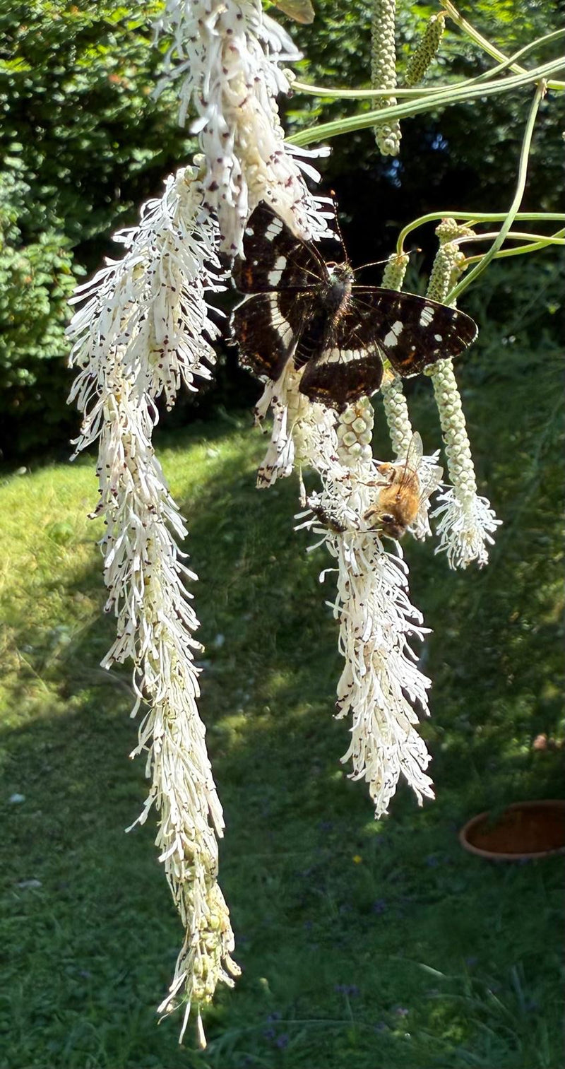 Dorosły motyl rusałka kratkowiec (forma letnia) siedzi z rozpostartymi skrzydłami na wydłużonym, białym kwiatostanie. Tuż pod nim widoczna jest pszczoła miodna.