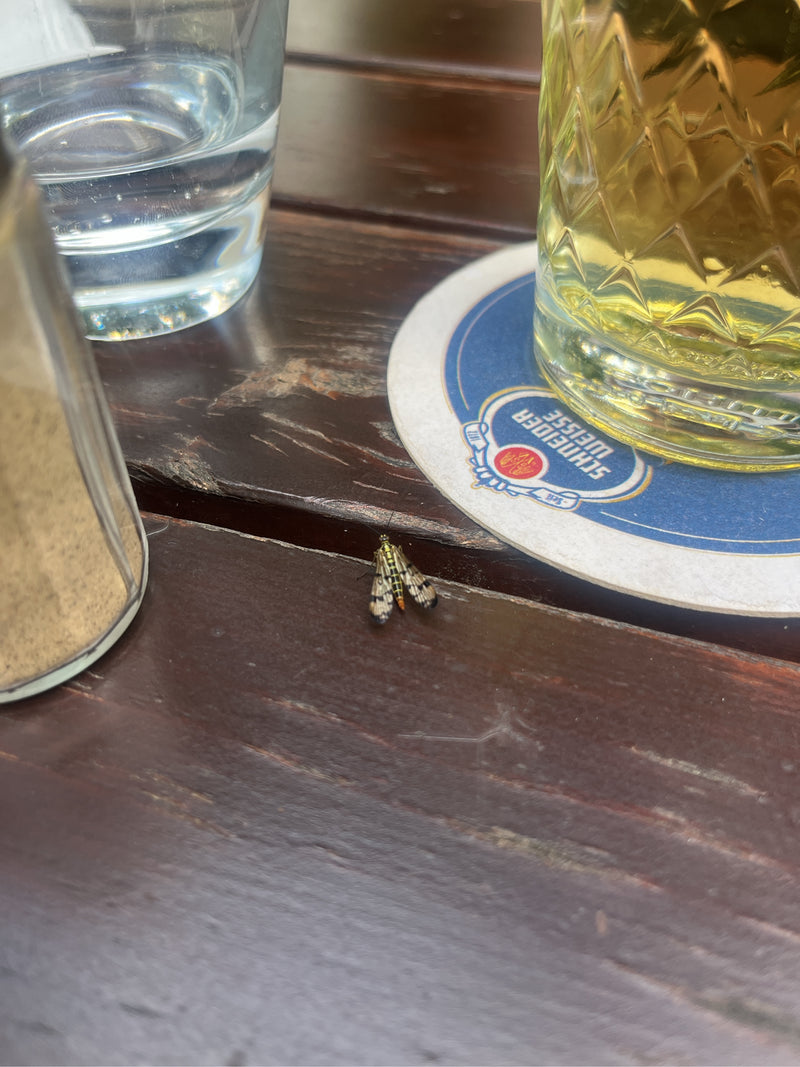 Ćma długoroga — Bild 1