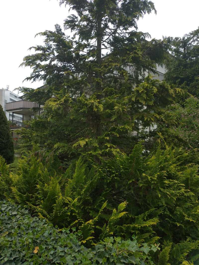Cyprys z Oregonu — Bild 2