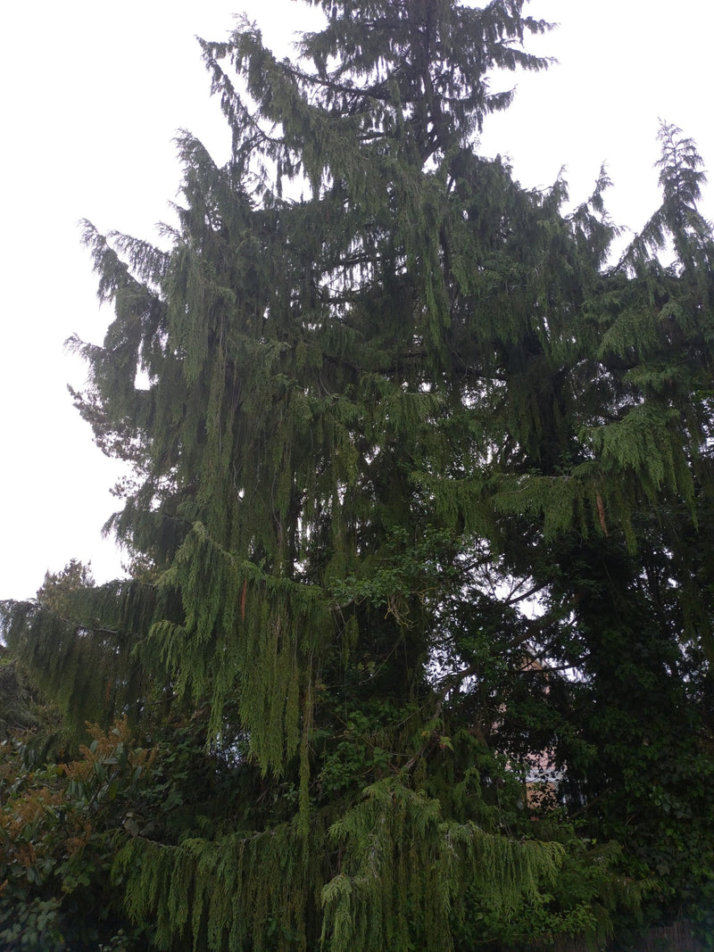 Cyprys z Oregonu — Bild 1