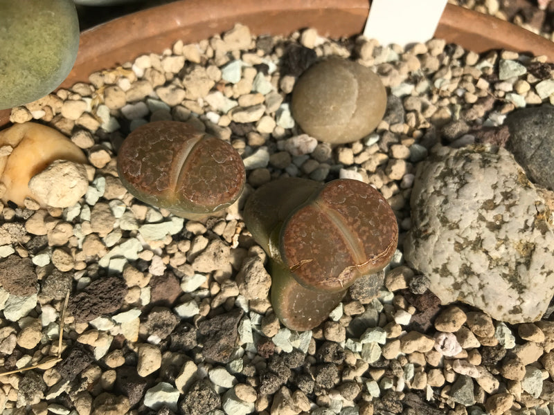 Lebende Steine (Lithops lesliei) — zdjęcie 2 z 2