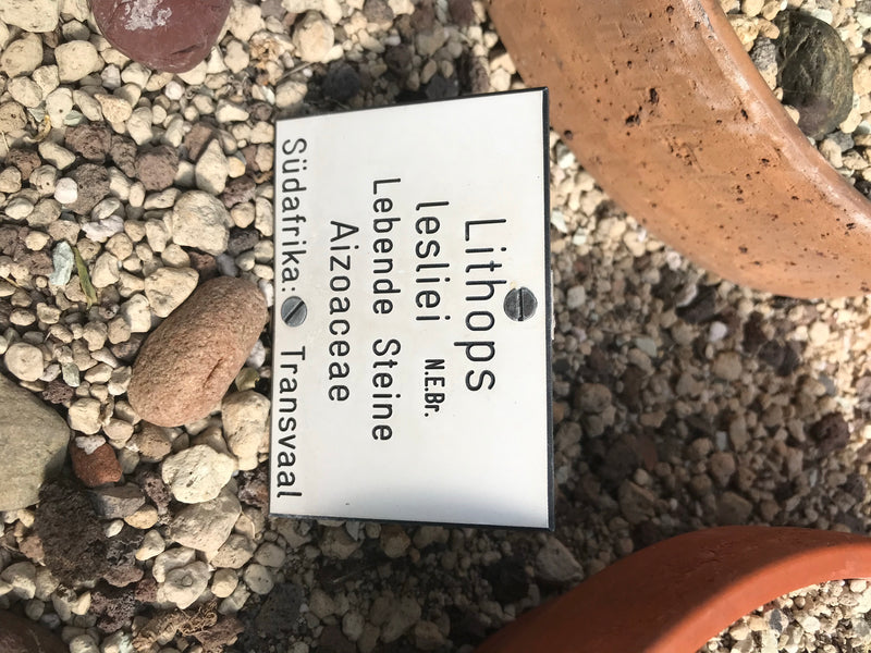 Lebende Steine (Lithops lesliei) — zdjęcie 1 z 2