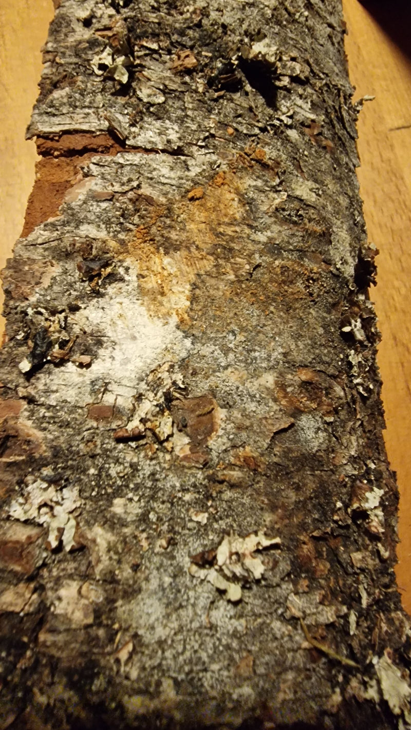 Porosty Lecanora — Bild 1