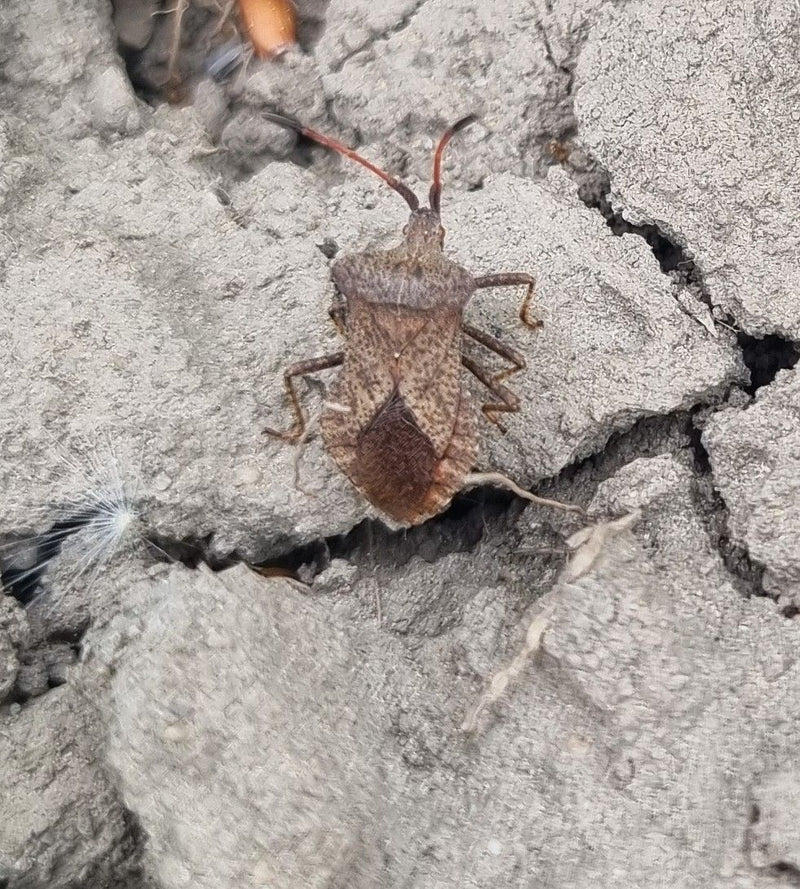Skórzany Bug — Bild 2