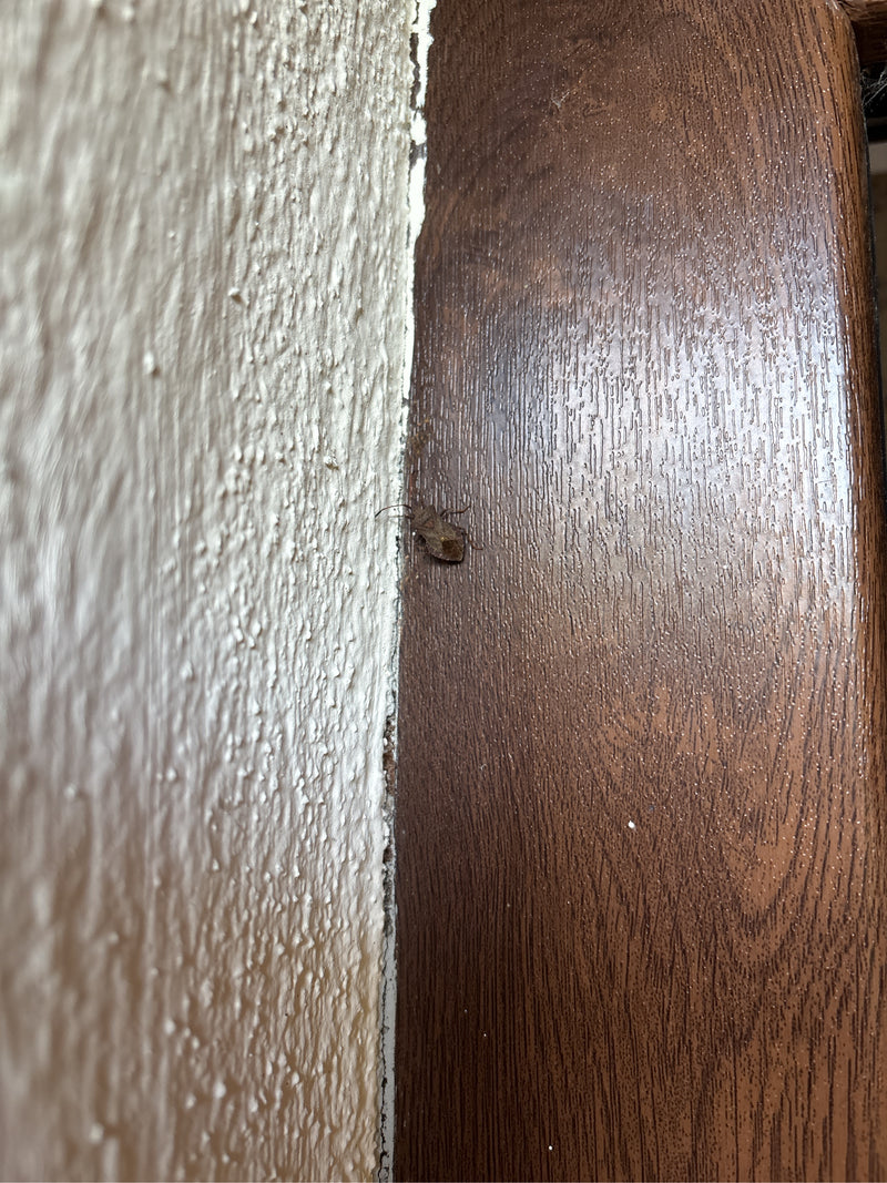 Skórzany Bug — zdjęcie 5 z 19