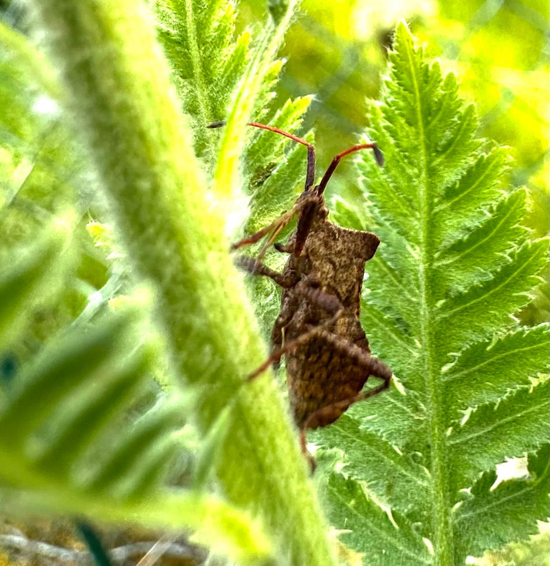 Skórzany Bug — Bild 3