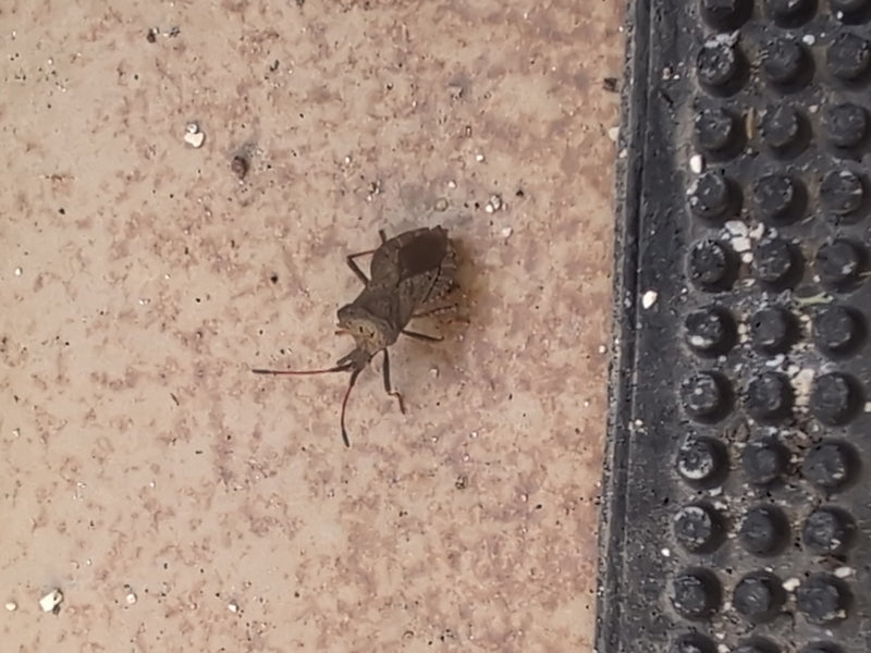 Skórzany Bug — Bild 5