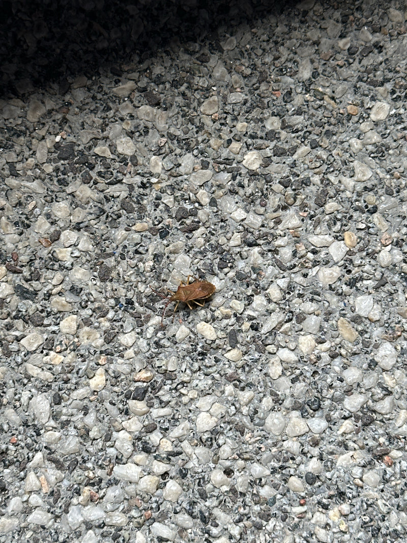 Skórzany Bug — Bild 1