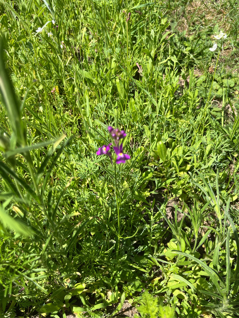 Toadflax — Bild 1
